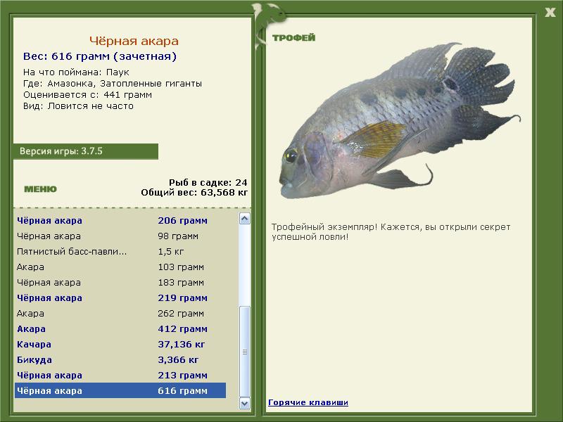 Чёрная акара 