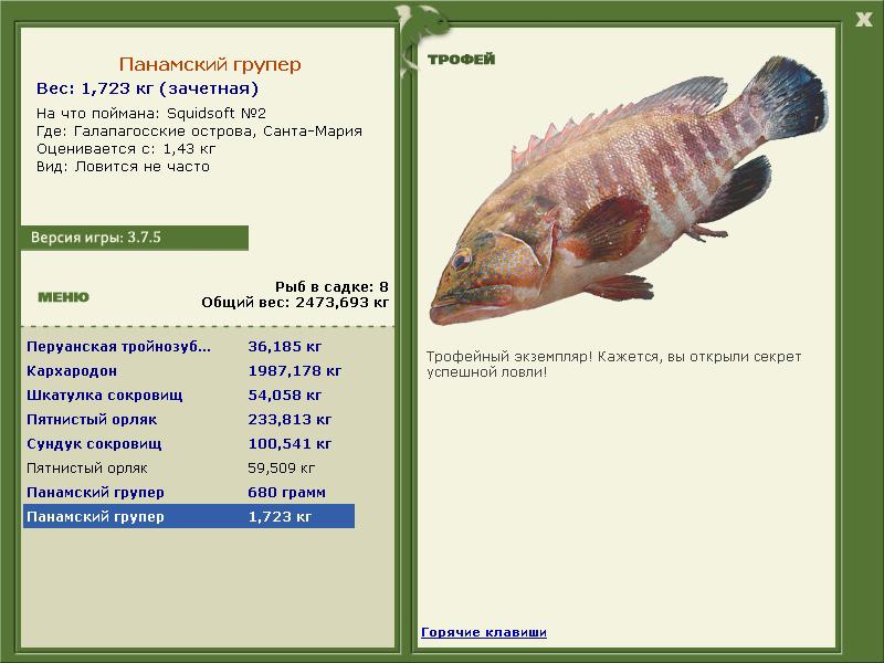 Панамский групер 