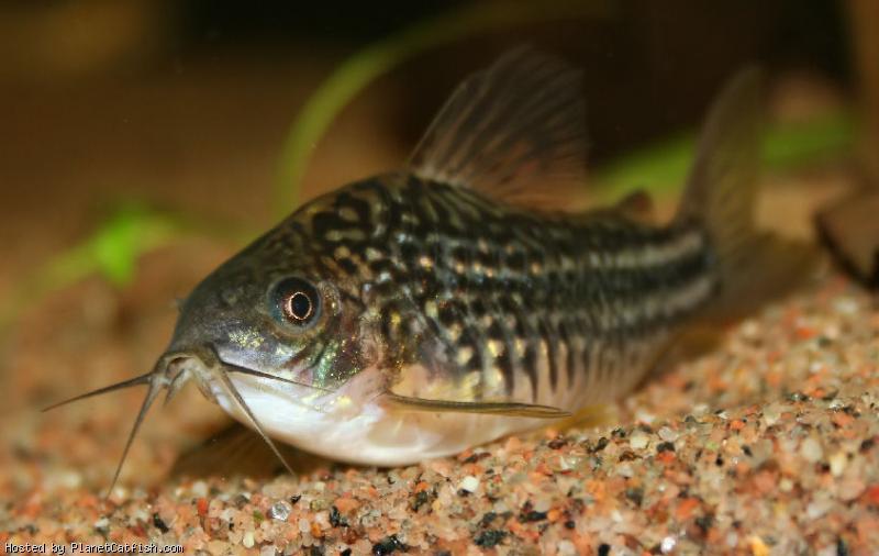  Начать новую тему