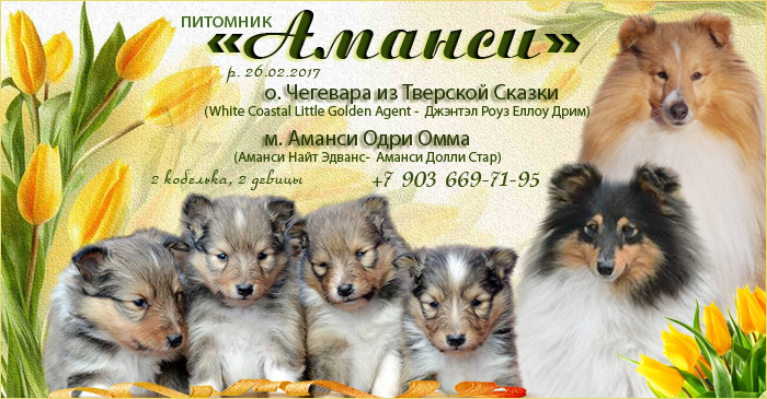 ФОРУМ ЛЮБИТЕЛЕЙ КОЛЛИ И ШЕЛТИ 