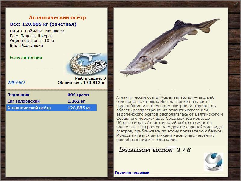 Шхеры 