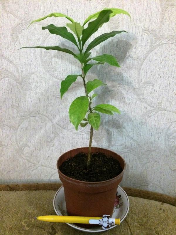  Zamioculcas black Ph.Minarum var.Monstera karstenianum vа.