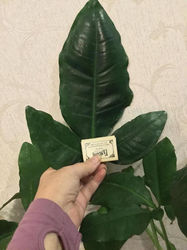  Zamioculcas black Ph.Minarum var.Monstera karstenianum vа.