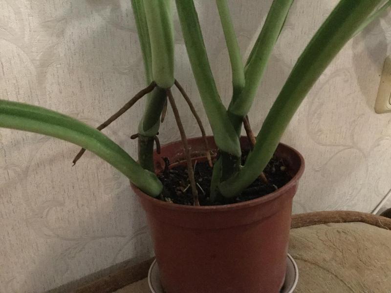  Zamioculcas black Ph.Minarum var.Monstera karstenianum vа.