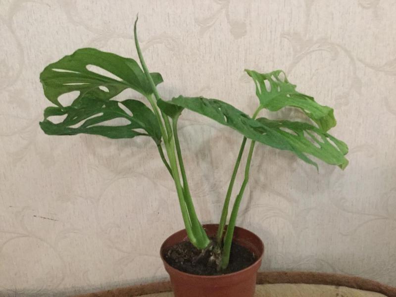  Zamioculcas black Ph.Minarum var.Monstera karstenianum vа.