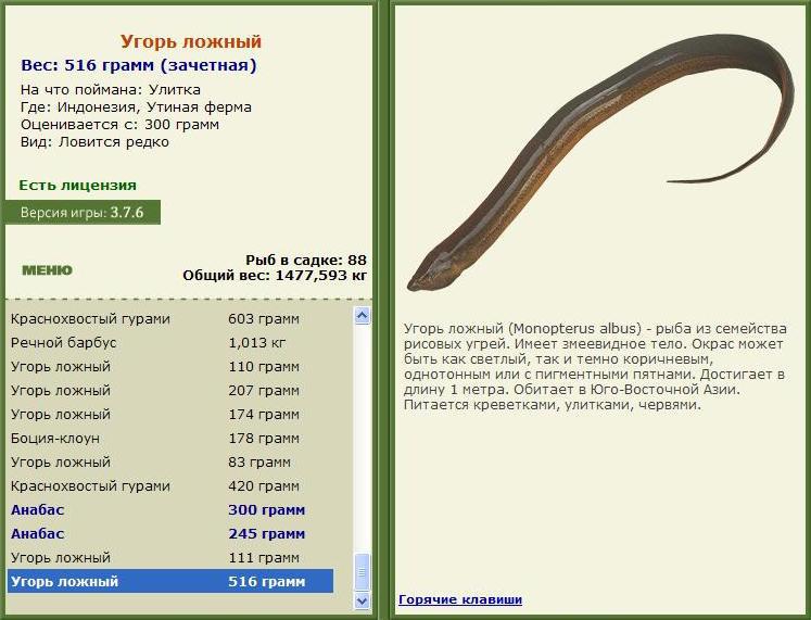 Заявки на рекорд 