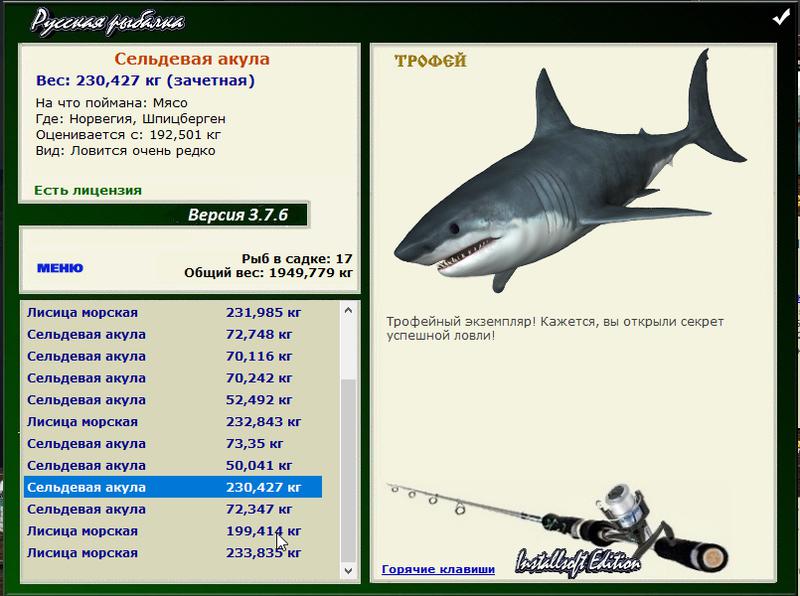 Сельдевая акула 