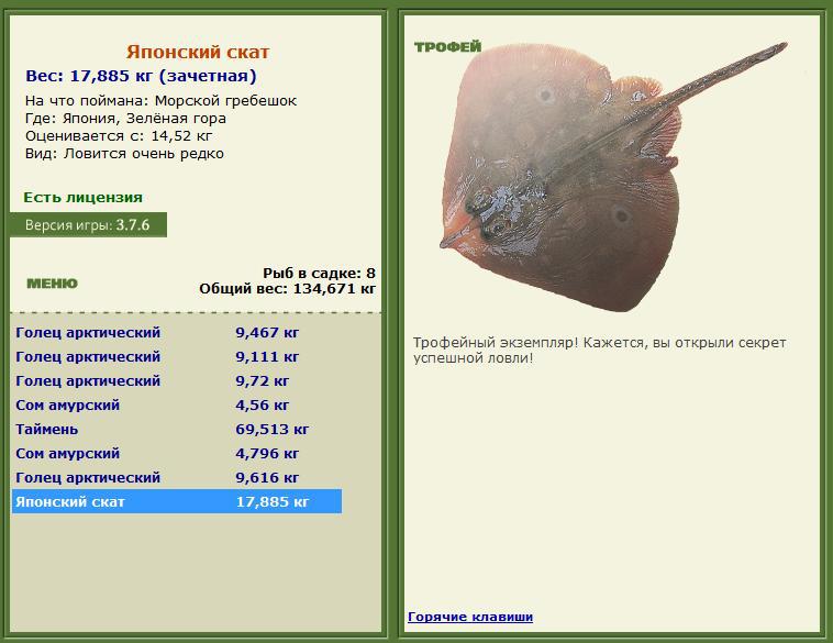 Морской гребешок 