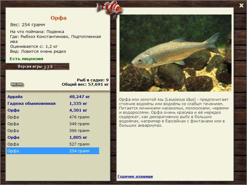 Подтопленная ива 