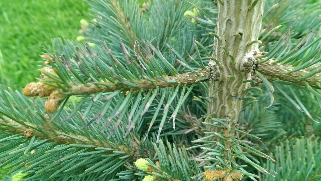 Пихта: сорта, агротехника.