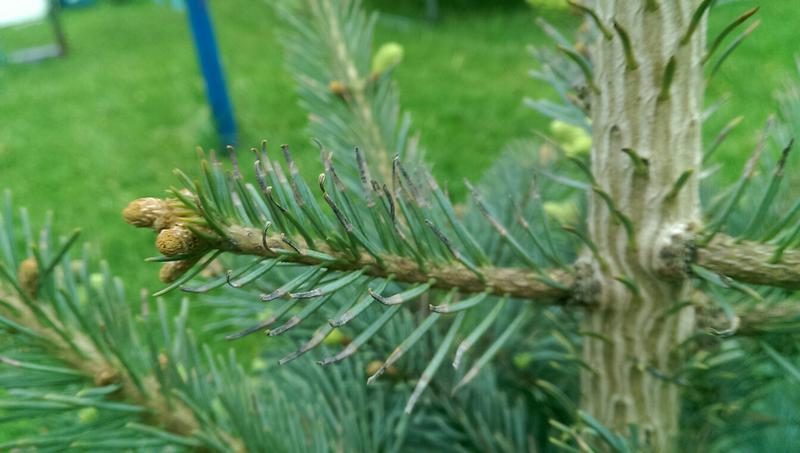 Пихта: сорта, агротехника.