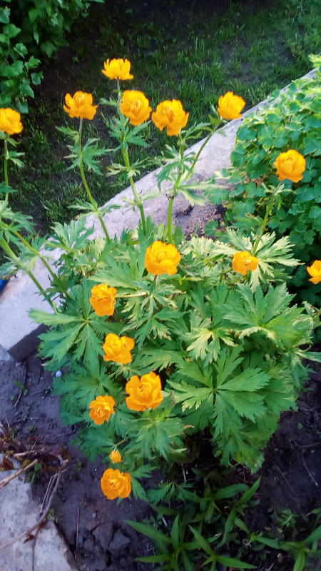  Страница 61 - Форум \\