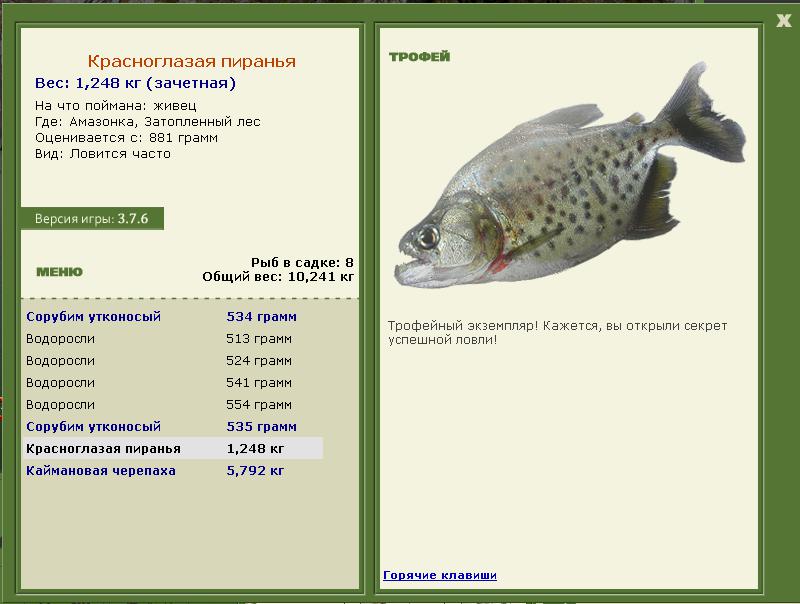 Красноглазая пиранья 