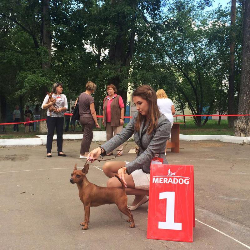 д.р 25.05.2017 рыжие кобели в питомнике \\