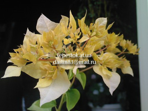 Бугенвиллия bougainvillea australian gold - Land Flowers