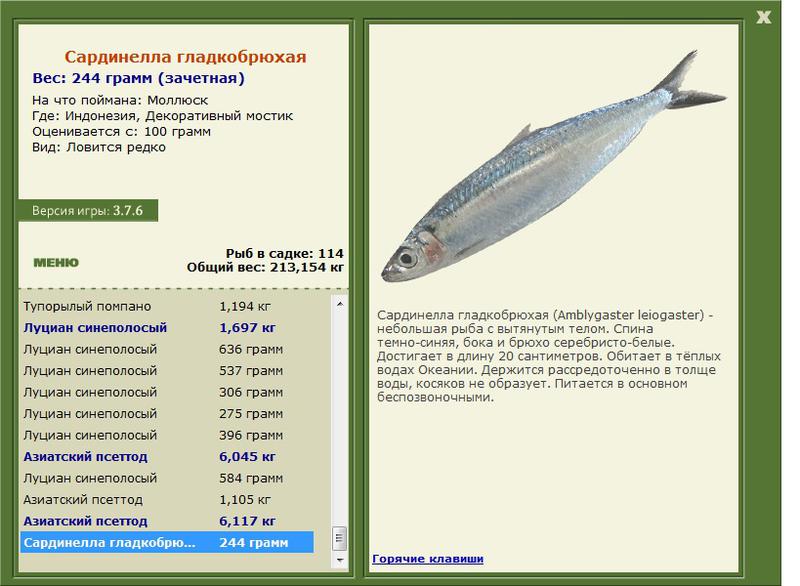 Сардинелла гладкобрюхая 