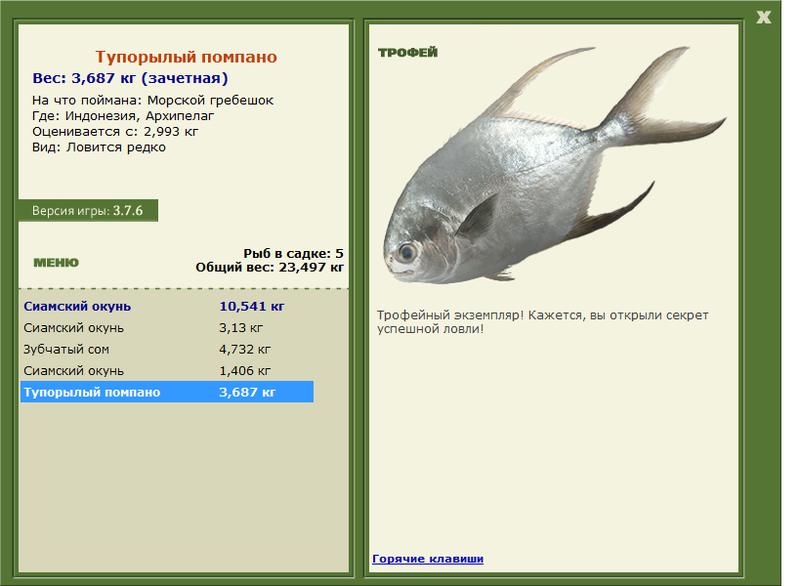 Морской гребешок 
