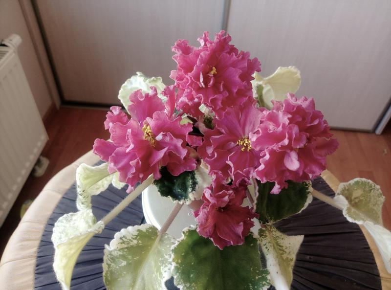 Фиалка Сорт Зима Улыбается Фото
