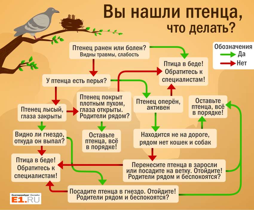 Как вывести цыплят #; в инкубаторе в домашних условиях: пошаговый план и советы