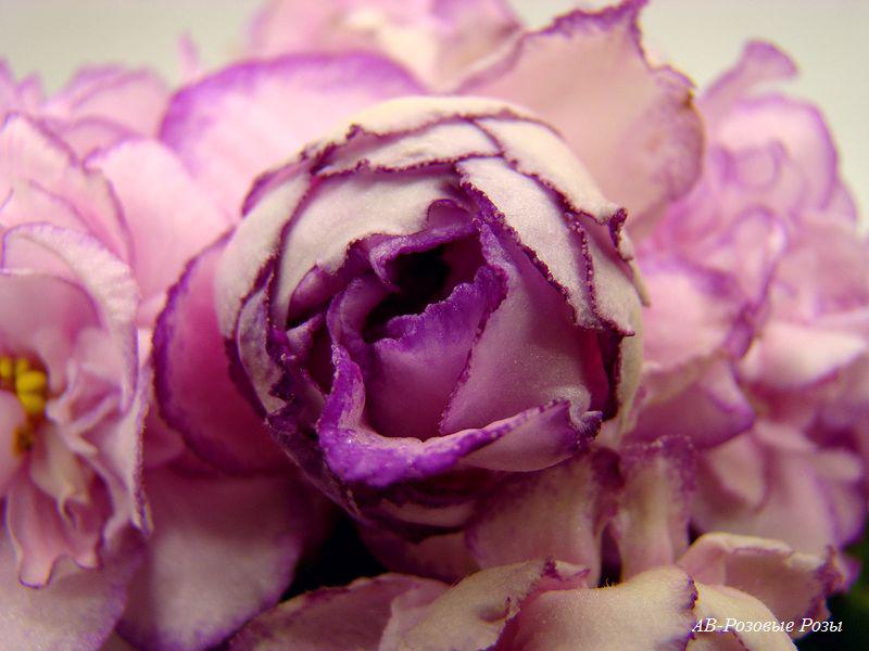 Фиалка розовые розы фото и описание сорта фото