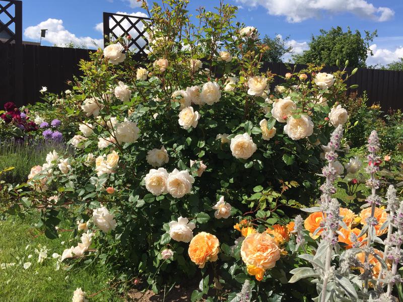 Цветение роз 2017