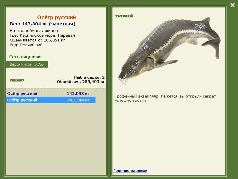 Осётр русский 