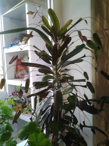 Клуб любителей комнатных растений 