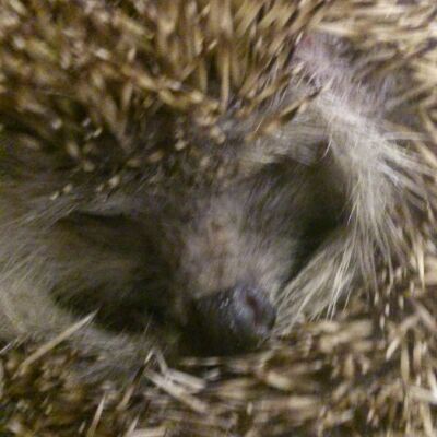  Зверьё-не-моё