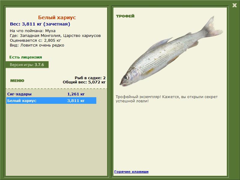 Белый хариус 