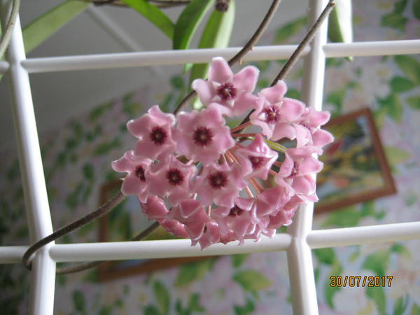 Хойя Hoya burtoniae