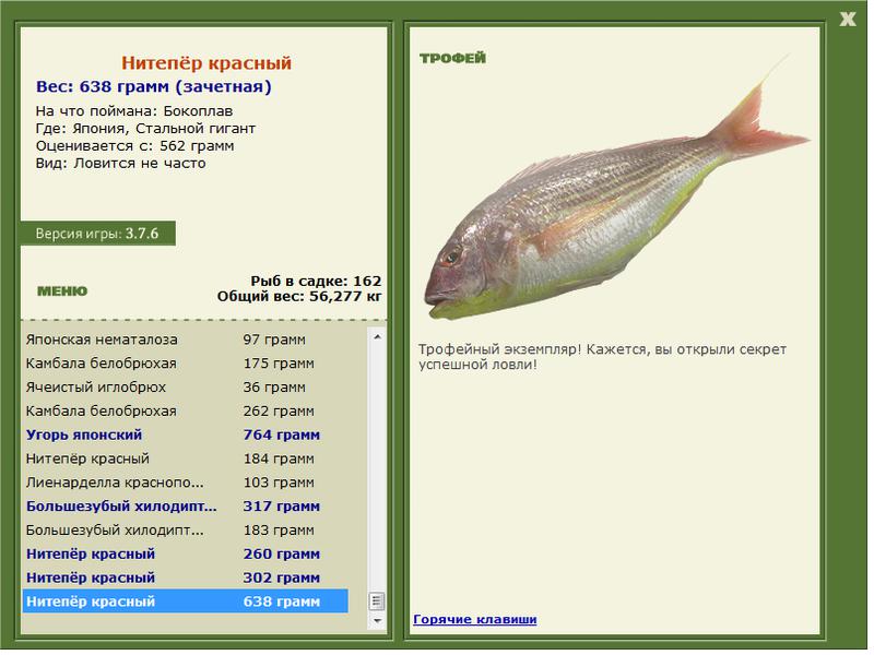 Нитепёр красный 
