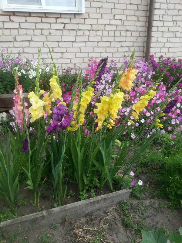 Домашние растения