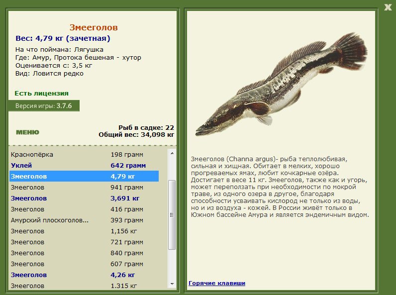  хутор • Амур • РУССКАЯ РЫБАЛКА