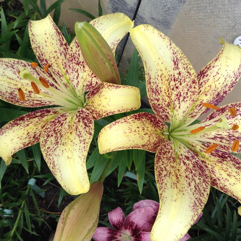 Лилии. Определяем сорта.