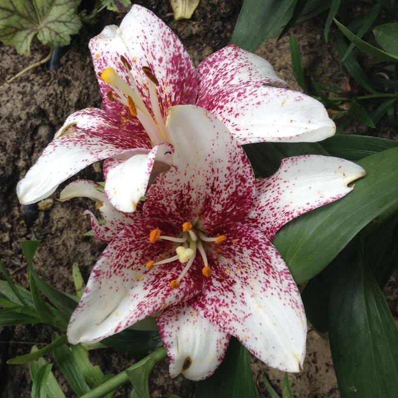 Лилии. Определяем сорта.