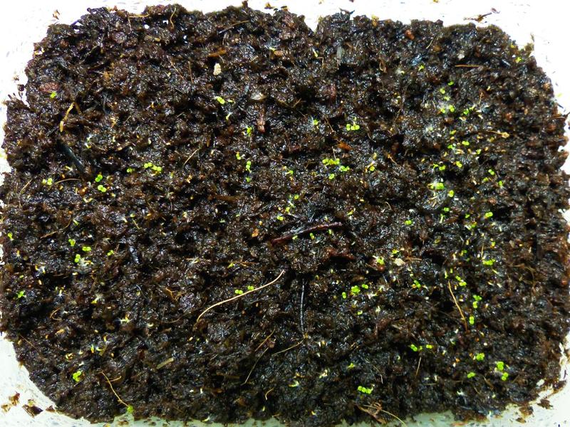 Бегония (Begonia) - описание, выращивание, фото на LePlants.ru
