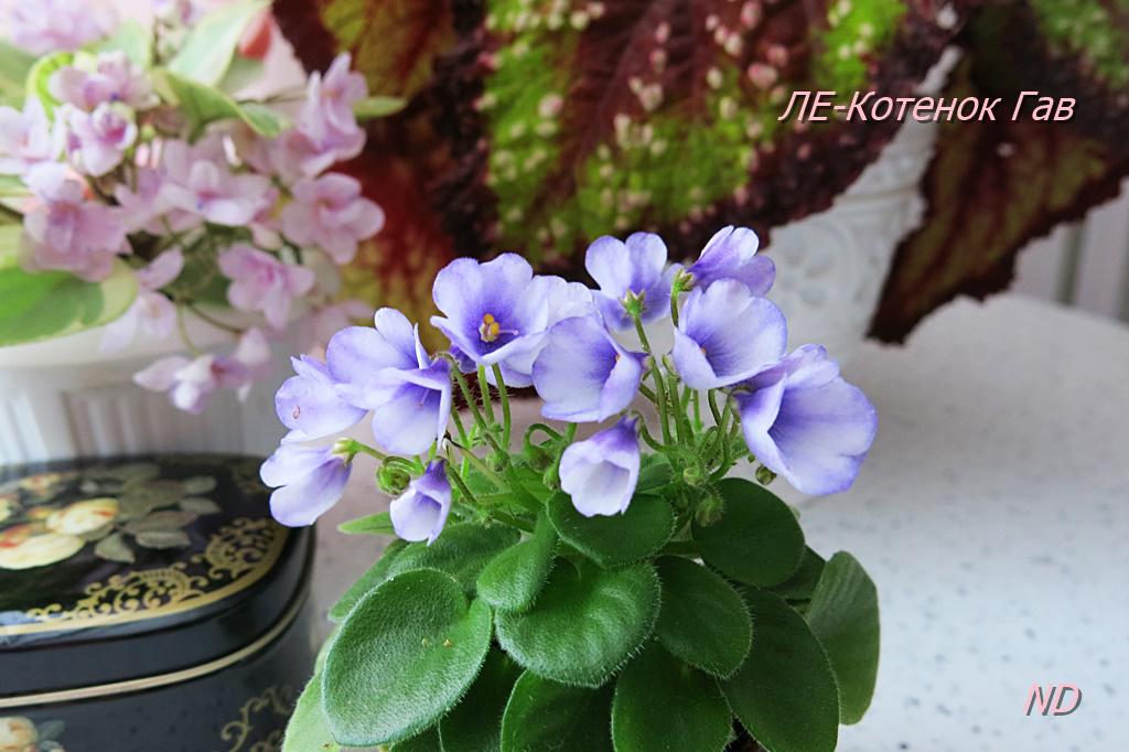 Virtual Violet :: Просмотр темы - ЛЕ-Котенок Гав (Е.Лебецкая)