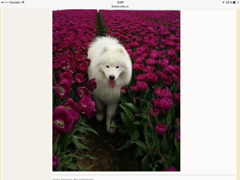 От улыбки станет всем светлей)))