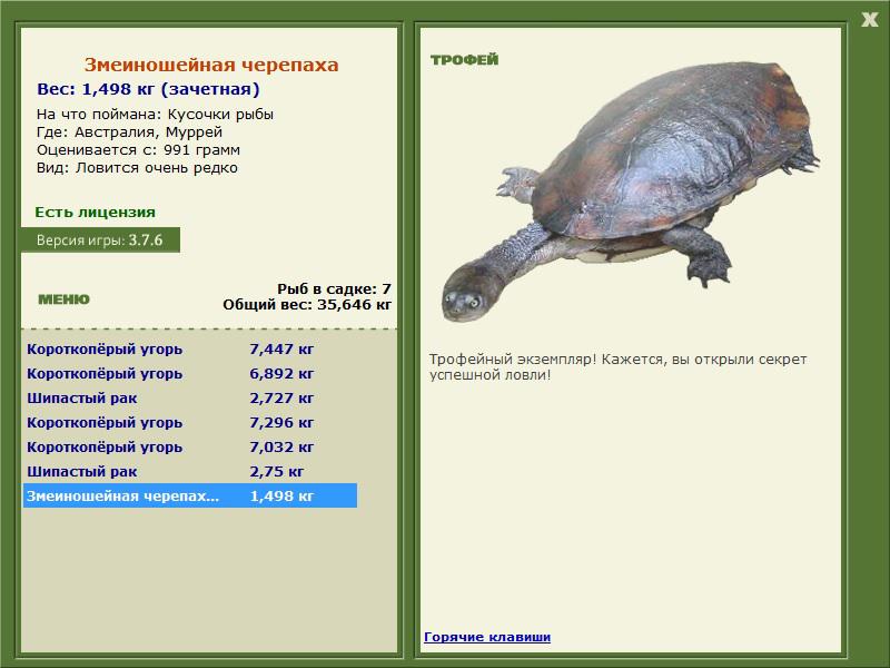 Муррей 