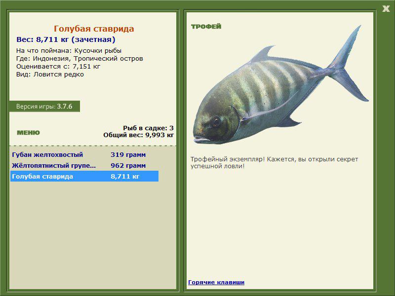 Голубая ставрида 