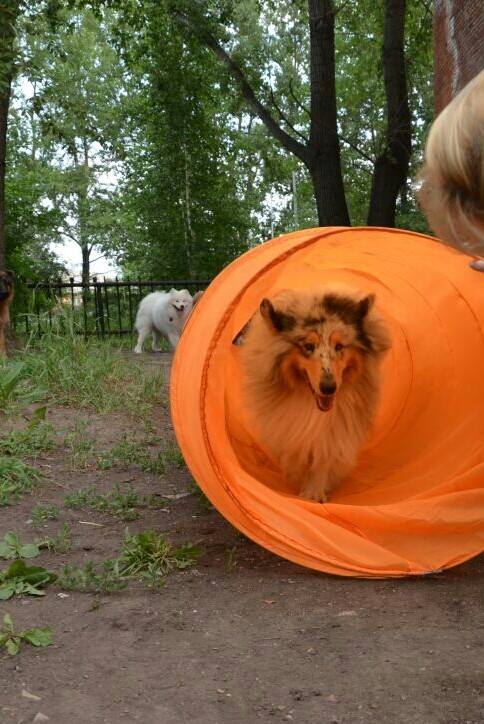 ФОРУМ ЛЮБИТЕЛЕЙ КОЛЛИ И ШЕЛТИ 
