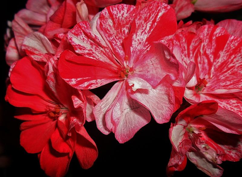 Пеларгония Peppermint Twist Фото