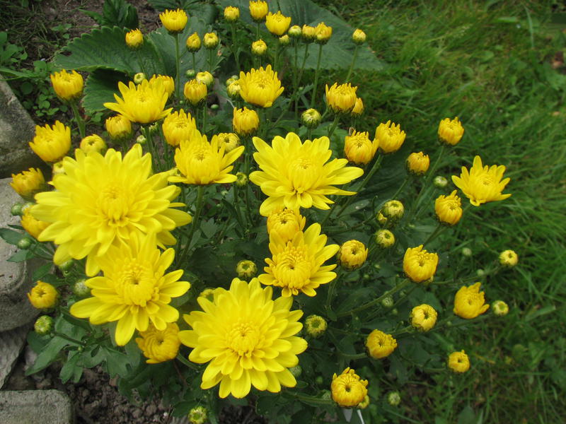 Цветение 2017