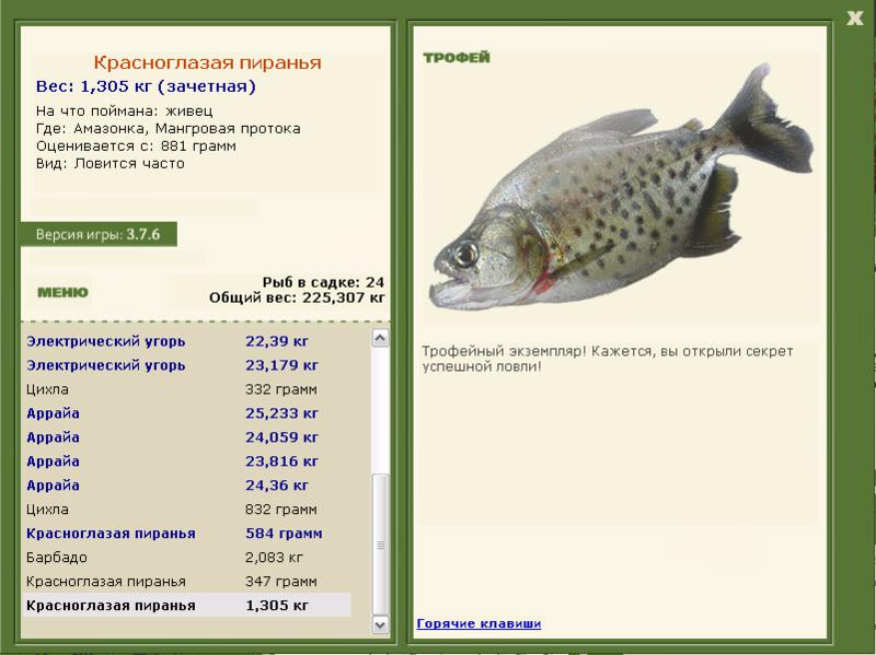 Красноглазая пиранья 