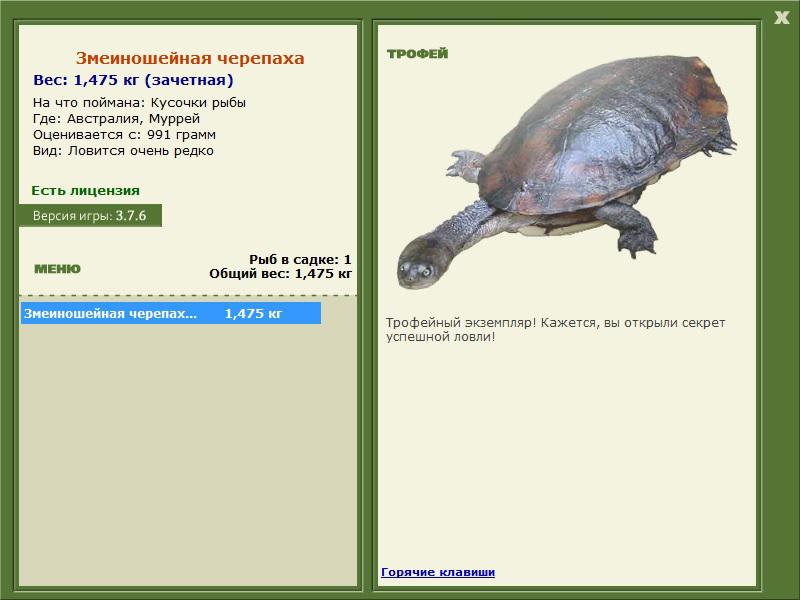 Муррей 
