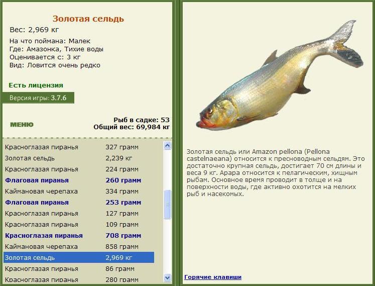 Тихие воды 