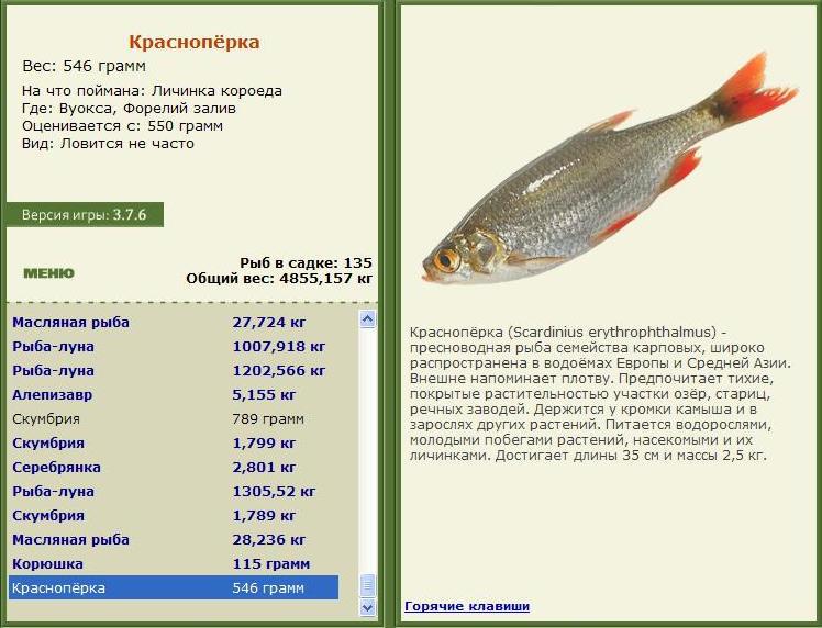 Форелий залив 
