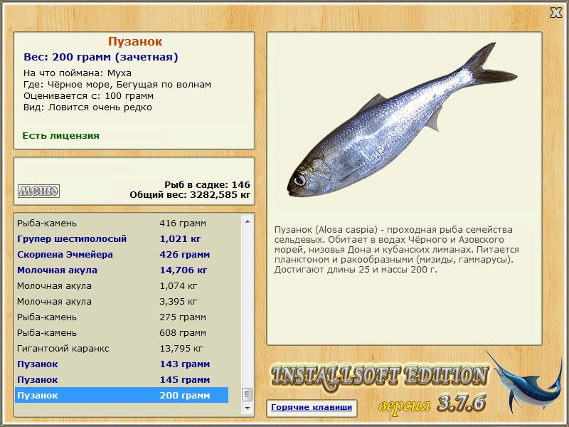 Рыба Пузанок Фото