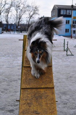 ФОРУМ ЛЮБИТЕЛЕЙ КОЛЛИ И ШЕЛТИ 