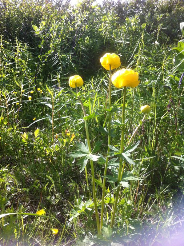 Лето - это маленькая жизнь...  Конкурс фотографий